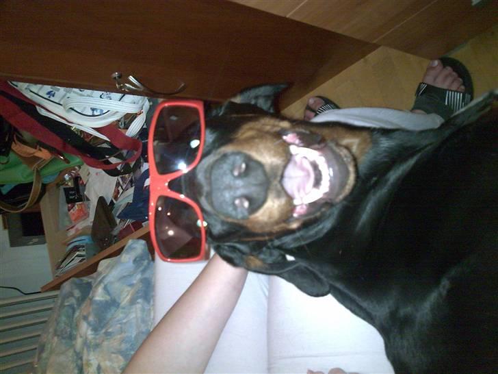 Dobermann Laura billede 13