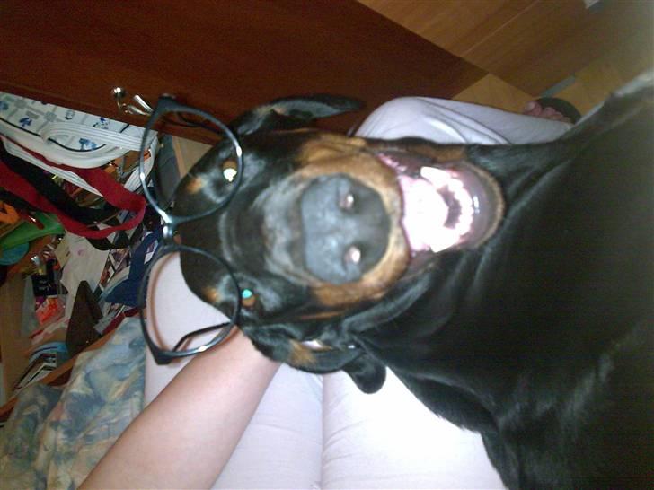 Dobermann Laura billede 14