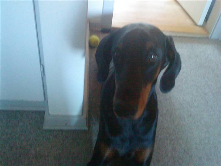 Dobermann Laura billede 15