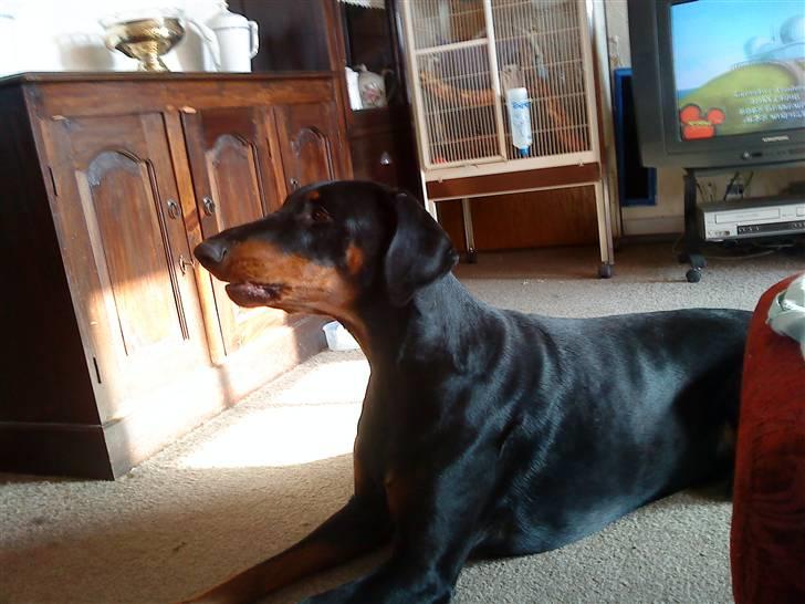 Dobermann Laura billede 16