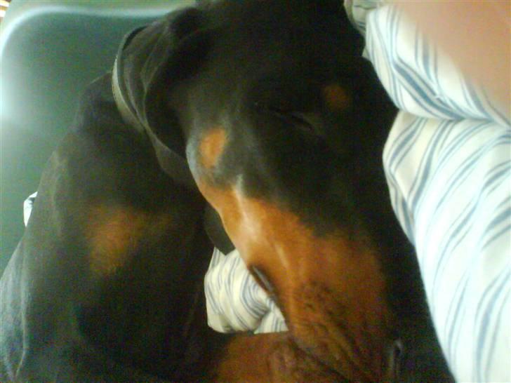 Dobermann Laura billede 17