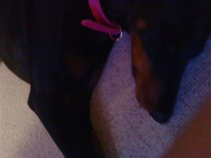 Dobermann Laura billede 18