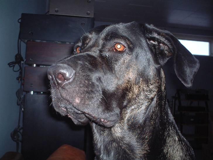 Blanding af racer Jenna billede 11