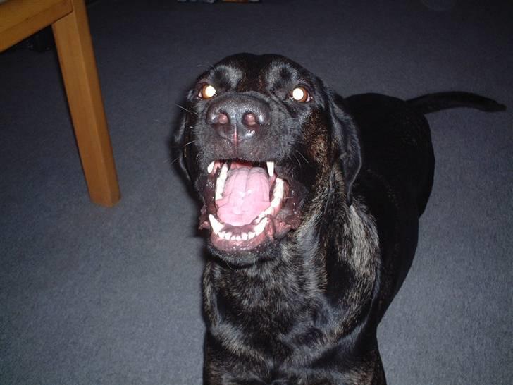 Blanding af racer Jenna billede 12