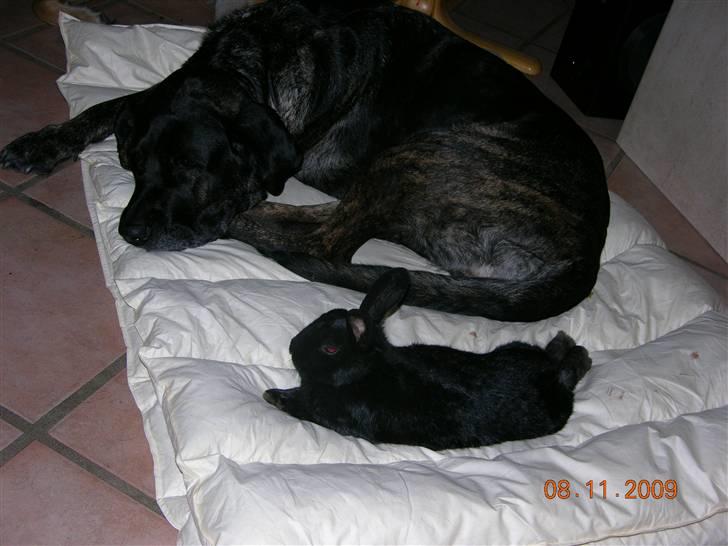 Blanding af racer Jenna billede 13