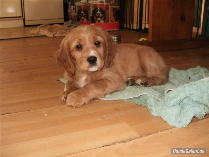 Blanding af racer Ciara billede 10