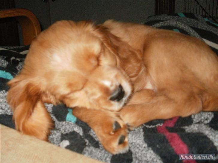 Blanding af racer Ciara - sovetryne :D billede 11