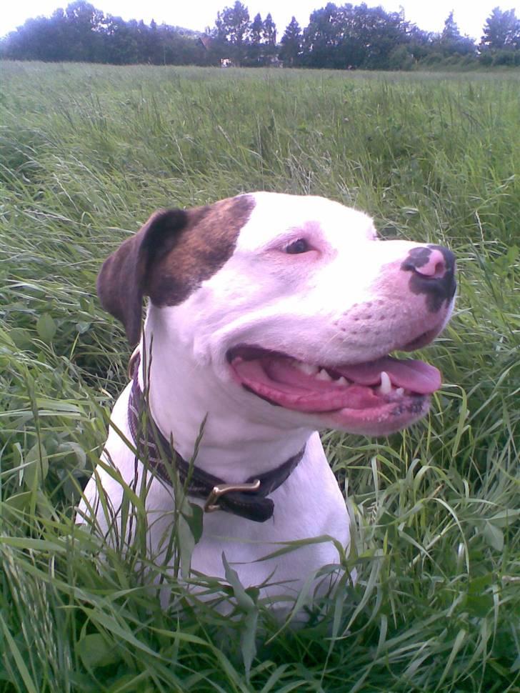 Amerikansk bulldog Maggie billede 13