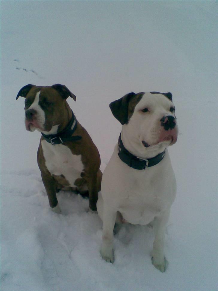 Amerikansk bulldog Maggie billede 14