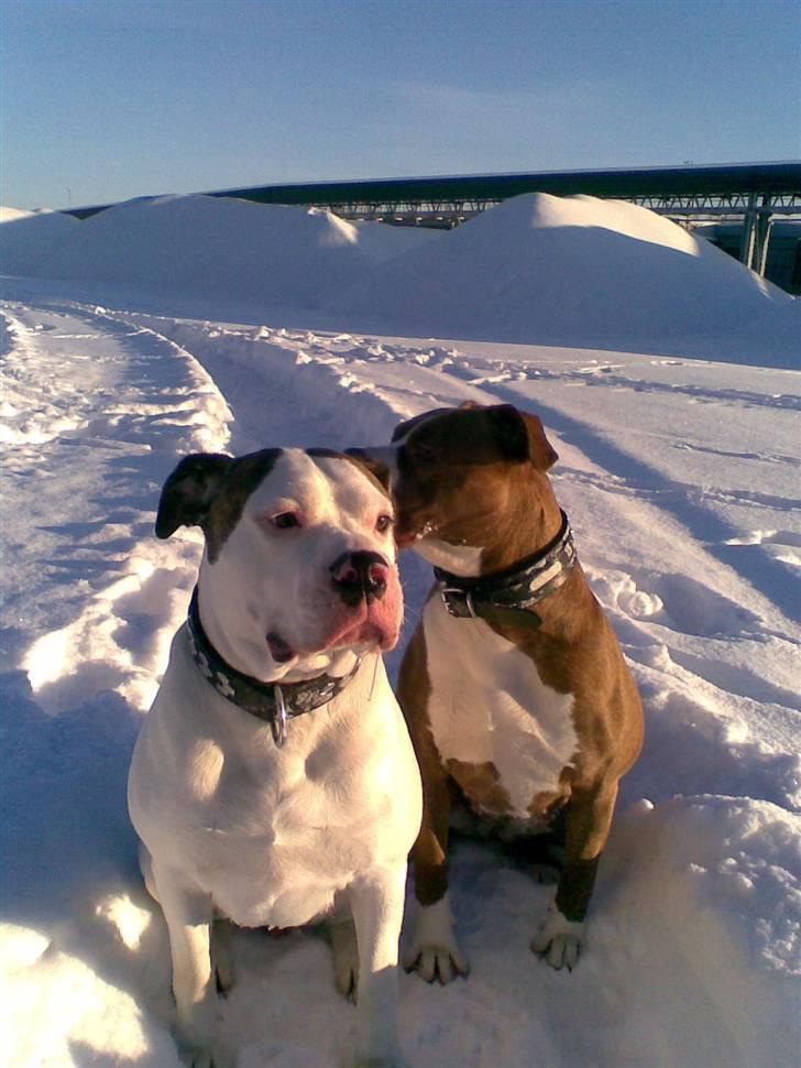 Amerikansk bulldog Maggie billede 15