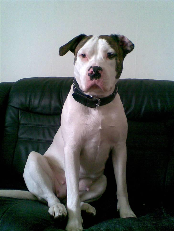 Amerikansk bulldog Maggie billede 16