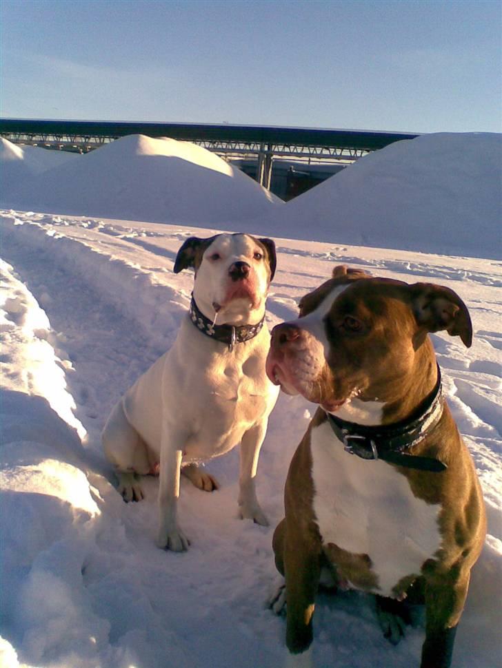 Amerikansk bulldog T-bone billede 16