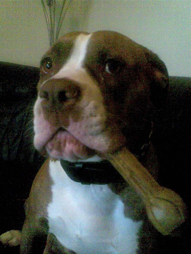 Amerikansk bulldog T-bone billede 17