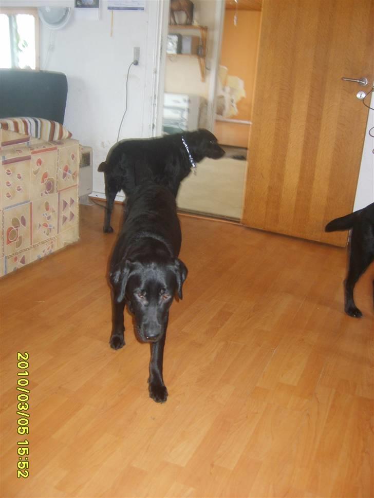 Labrador retriever Kelly, solgt - Kelly i forgrunden Sandy i baggrunden. billede 2