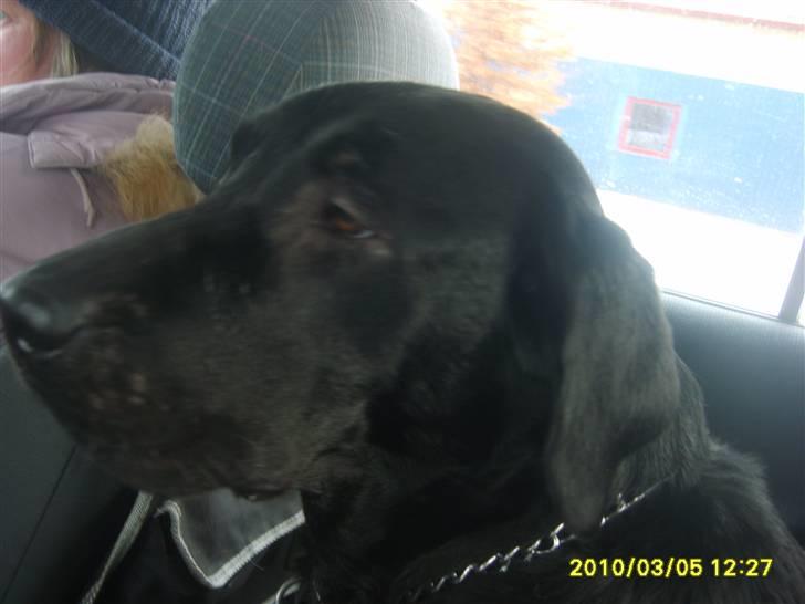 Labrador retriever Kelly, solgt - Kelly i bilen på vej hjem. billede 3