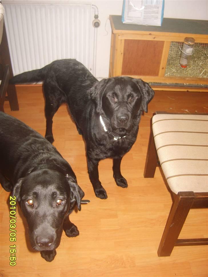 Labrador retriever Kelly, solgt - Kelly. billede 4