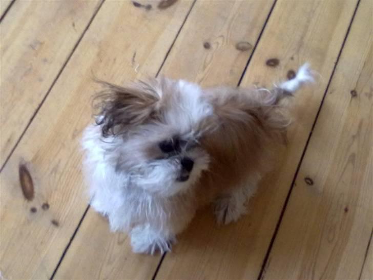 Shih tzu Bella billede 12