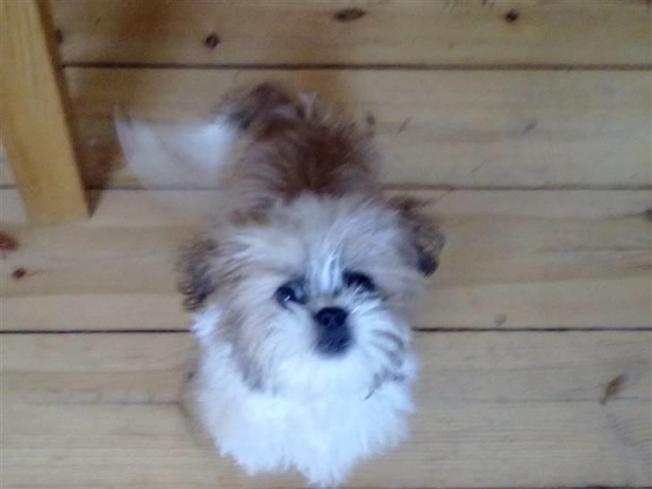 Shih tzu Bella billede 13