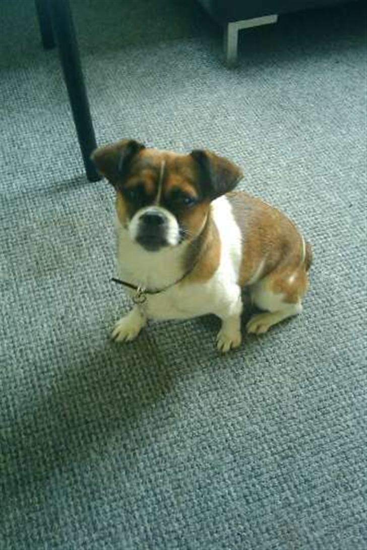 Blanding af racer Tuc billede 9