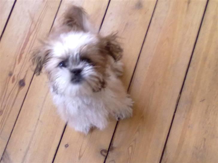 Shih tzu Bella billede 14