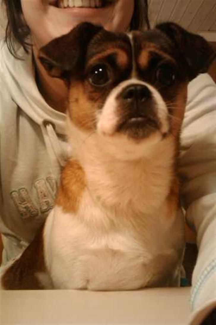 Blanding af racer Tuc billede 11