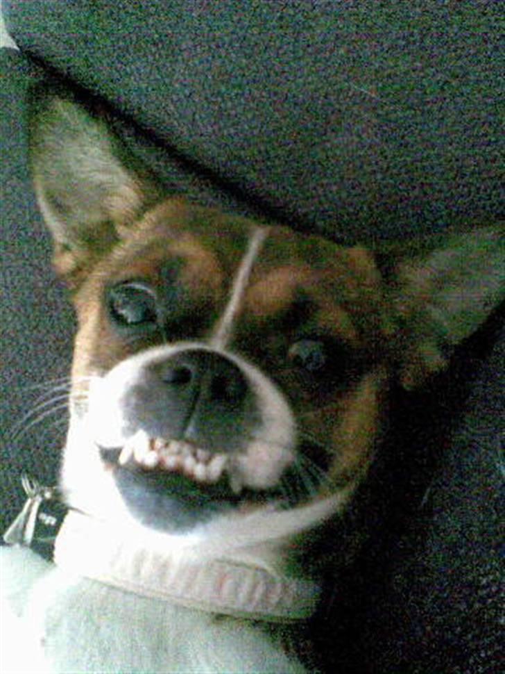 Blanding af racer Tuc billede 12