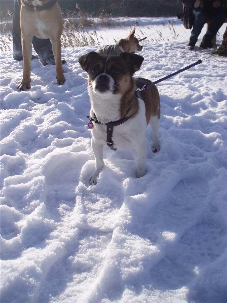 Blanding af racer Tuc billede 13