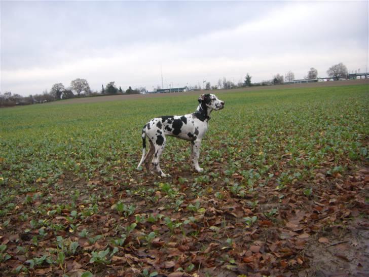 Grand danois Alma billede 12