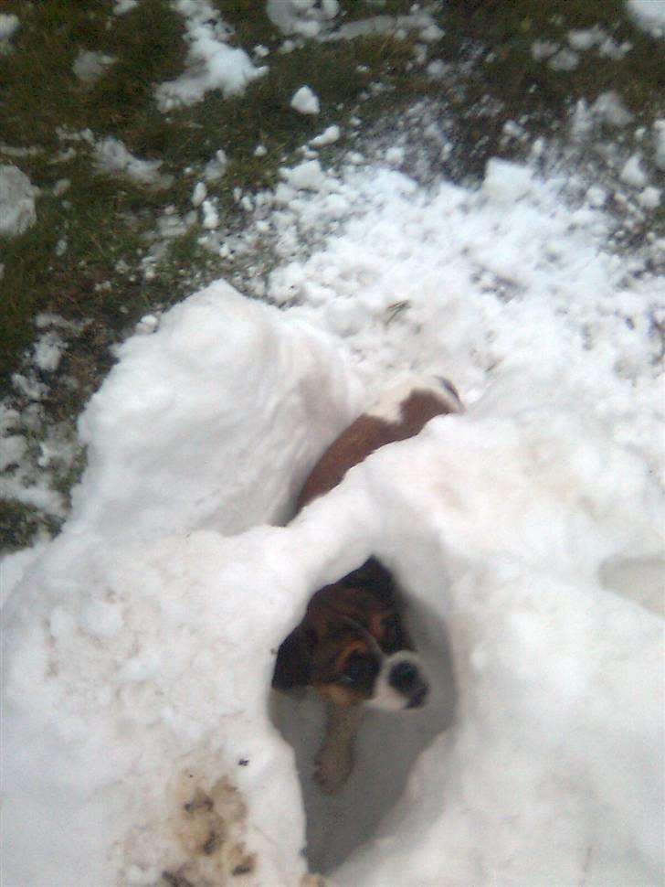 Blanding af racer Tuc billede 14