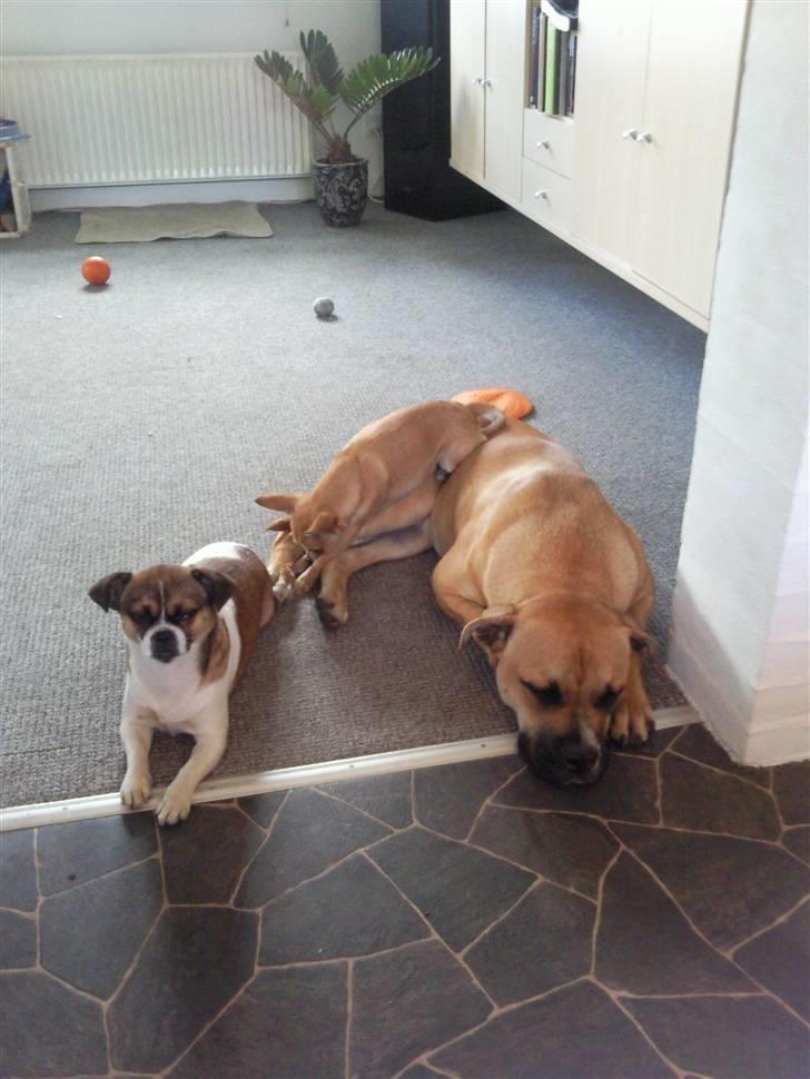 Blanding af racer Tuc billede 15