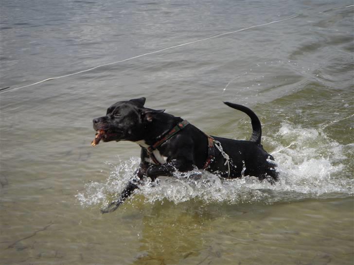 Blanding af racer kessler R.I.P. - kessler 7 måneder billede 1