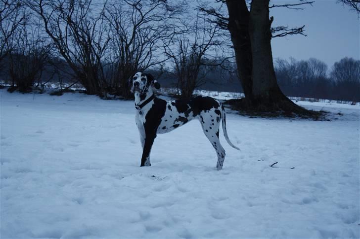 Grand danois Alma - 8 mdr. billede 13