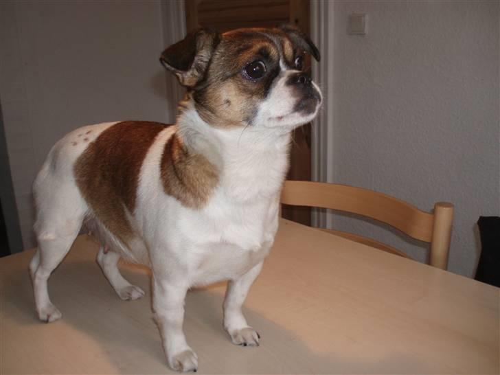 Blanding af racer Tuc billede 16