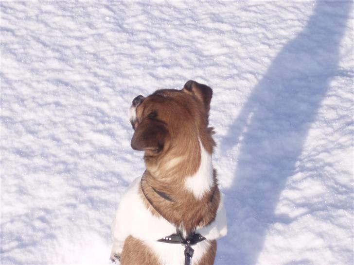 Blanding af racer Tuc billede 17