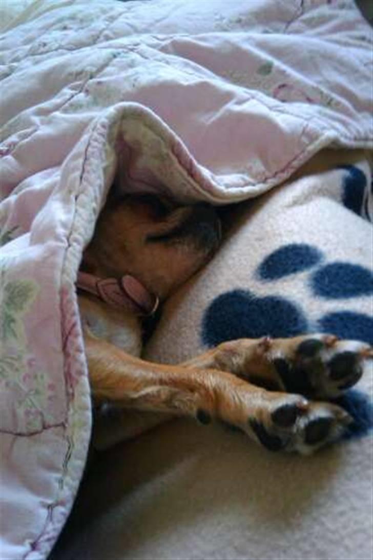 Blanding af racer Chanel billede 2