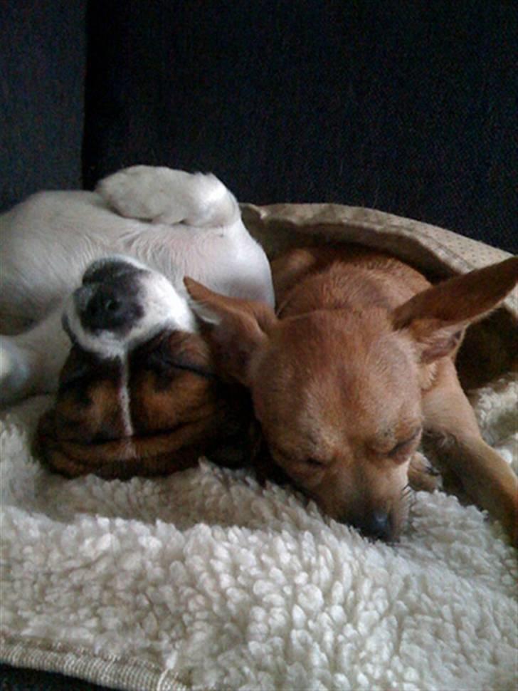 Blanding af racer Chanel billede 3