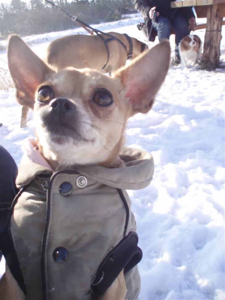 Blanding af racer Chanel billede 4