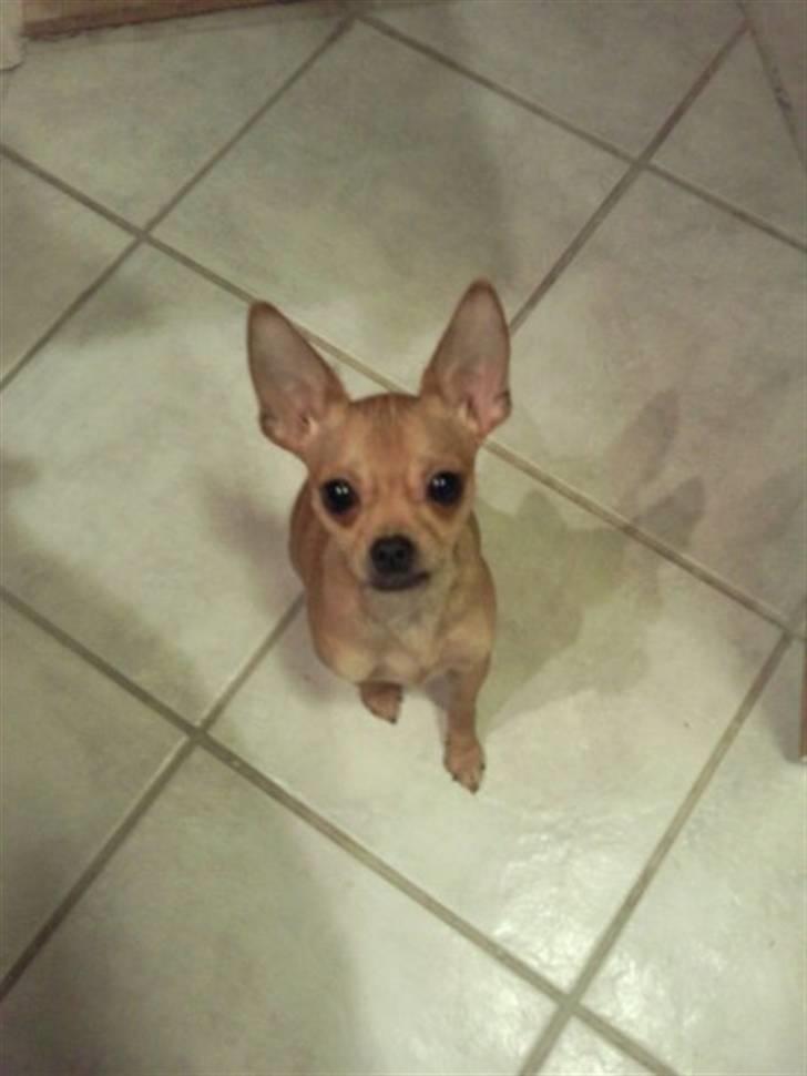 Blanding af racer Chanel billede 5