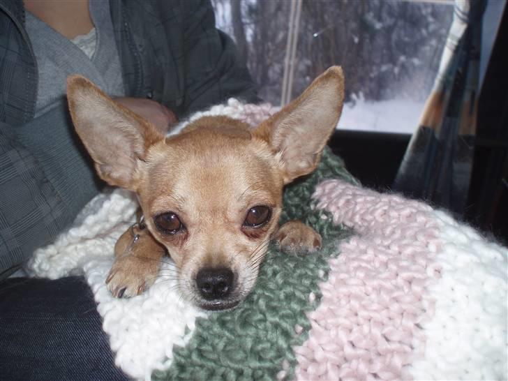 Blanding af racer Chanel billede 6