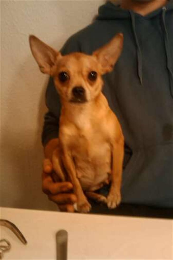 Blanding af racer Chanel billede 7