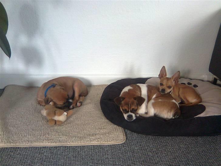 Blanding af racer Chanel billede 8