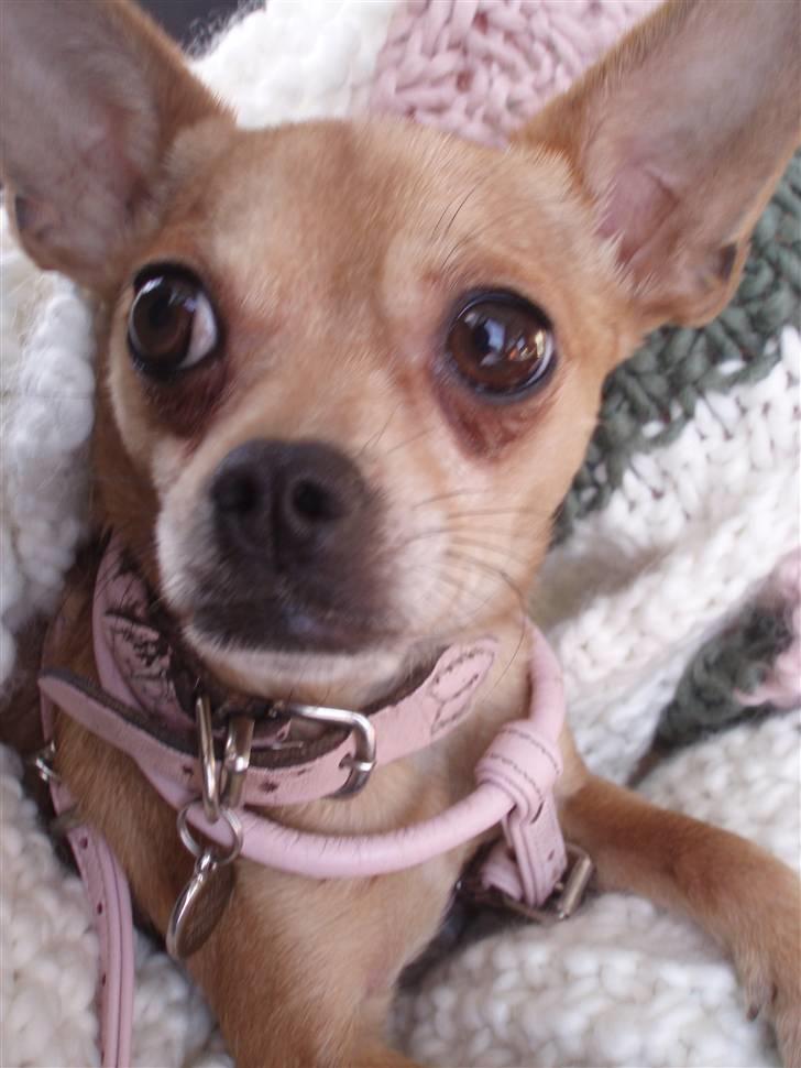 Blanding af racer Chanel billede 9