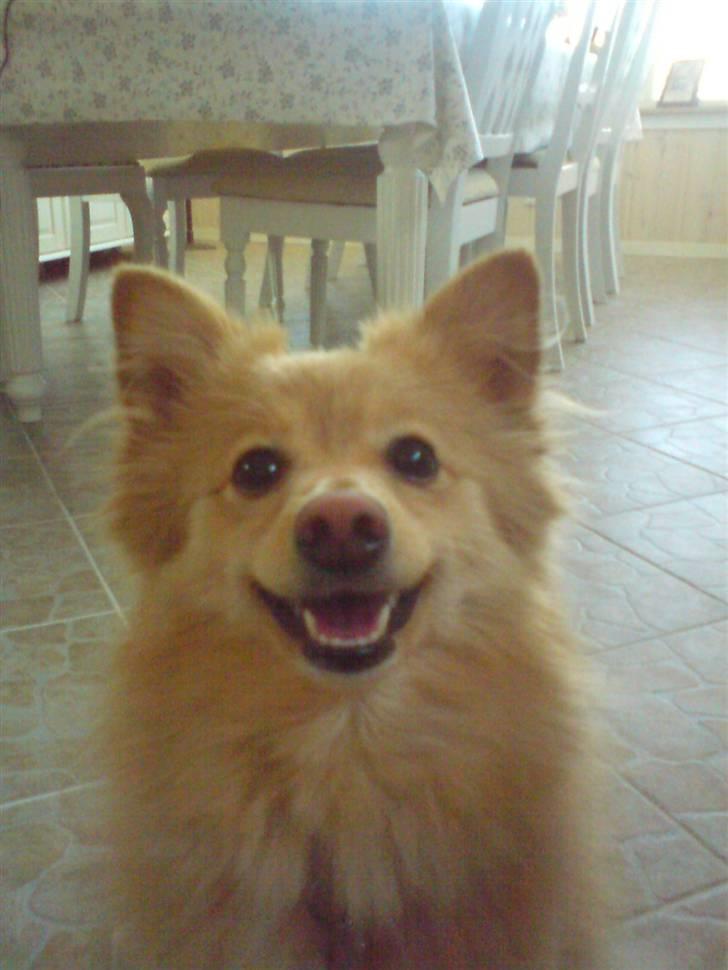 Blanding af racer cirkeline *vi ses smukke* billede 1