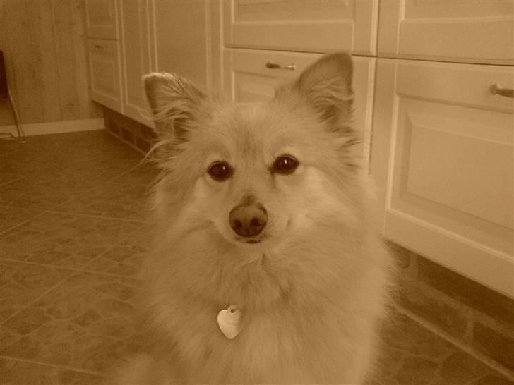 Blanding af racer cirkeline *vi ses smukke* billede 2