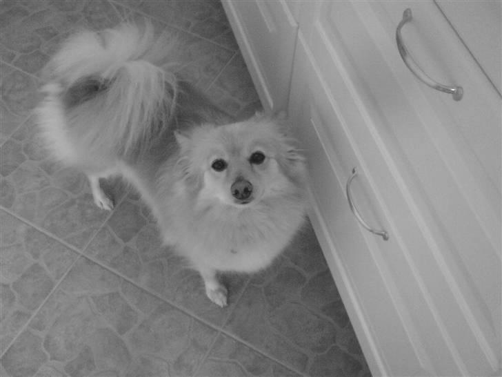 Blanding af racer cirkeline *vi ses smukke* billede 3