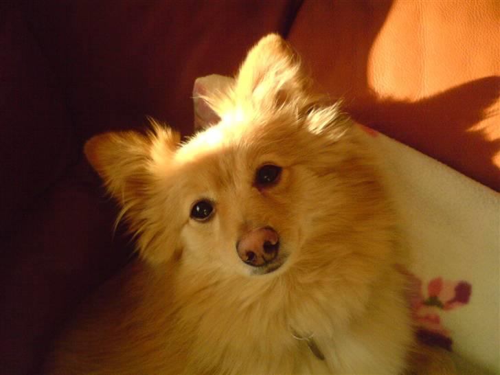 Blanding af racer cirkeline *vi ses smukke* billede 4