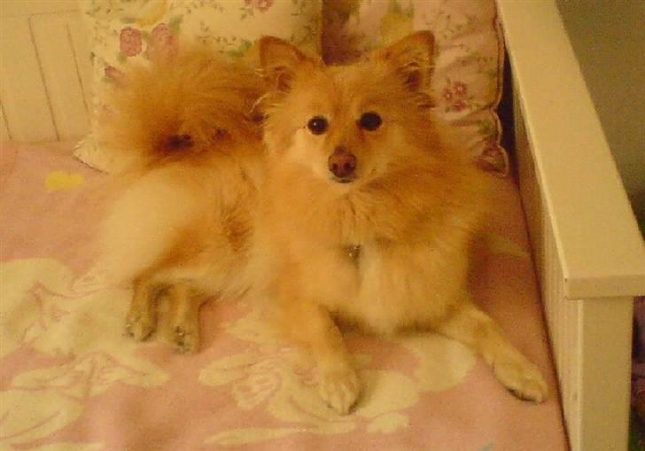 Blanding af racer cirkeline *vi ses smukke* - sådan her lå hun næsten hele dagen til sidst billede 5