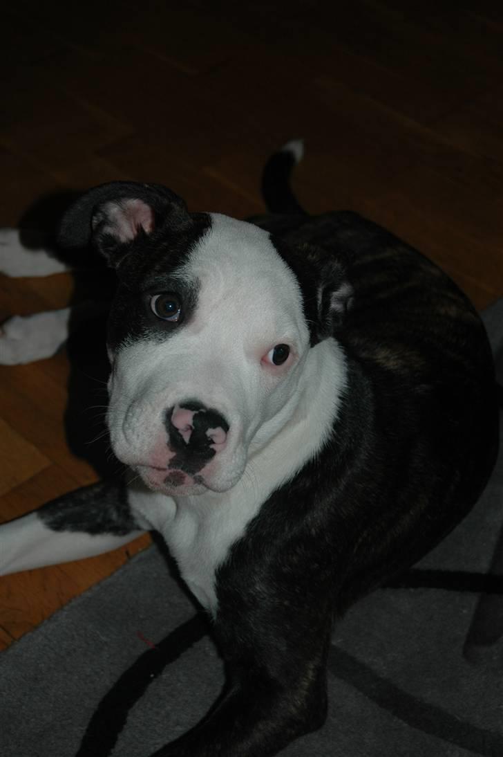 Blanding af racer Leif billede 1