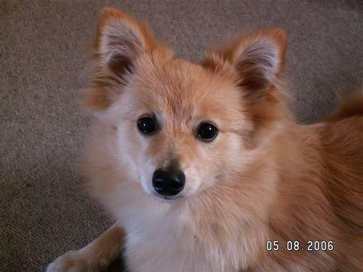 Blanding af racer cirkeline *vi ses smukke* - da hun var mindre billede 6