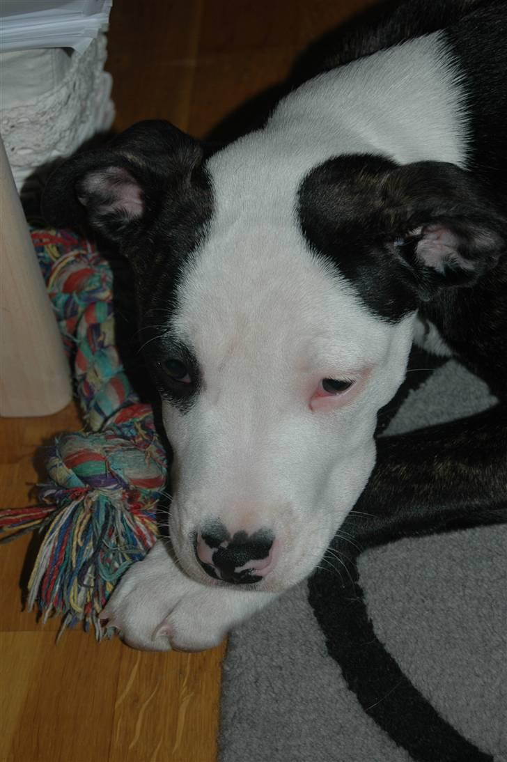 Blanding af racer Leif billede 2